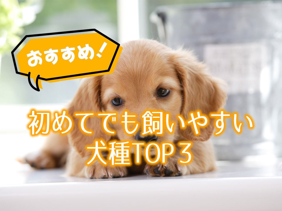 初めて犬を飼う人必見 初心者におすすめの犬種top3 Sublive